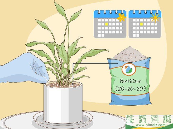 怎么照料白鹤芋