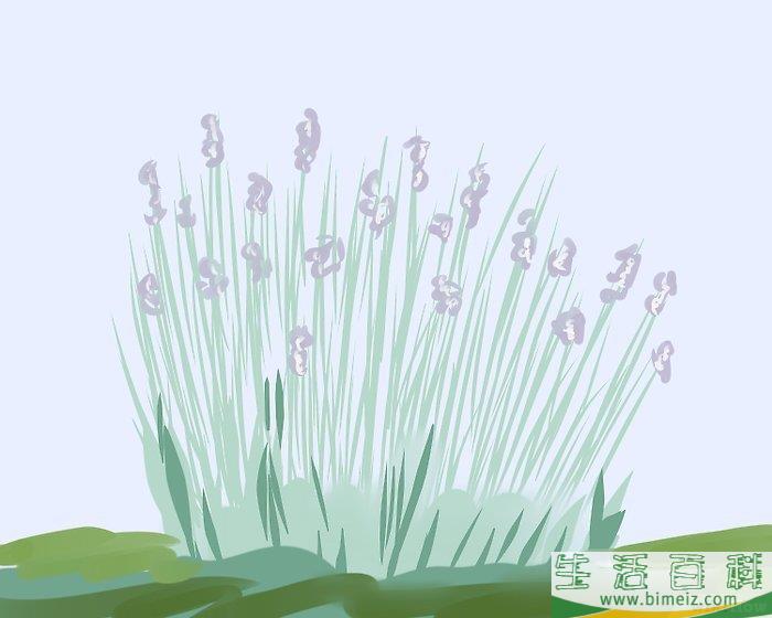 怎么修剪薰衣草