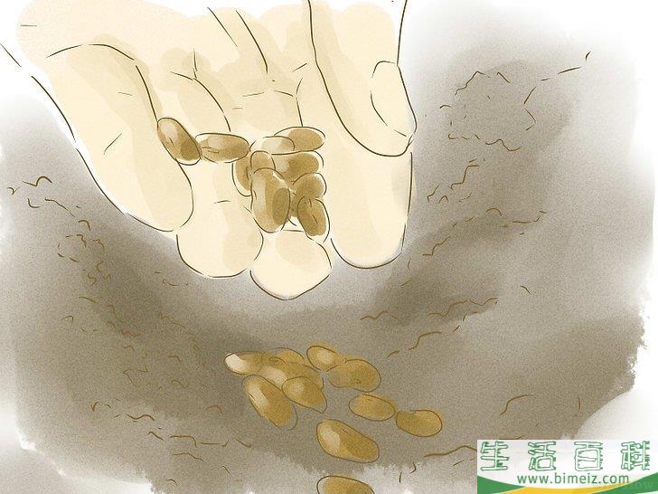 怎么用种子种植植物