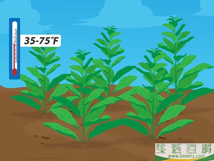 怎么种植菠菜