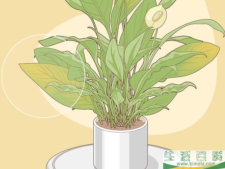 怎么照料白鹤芋