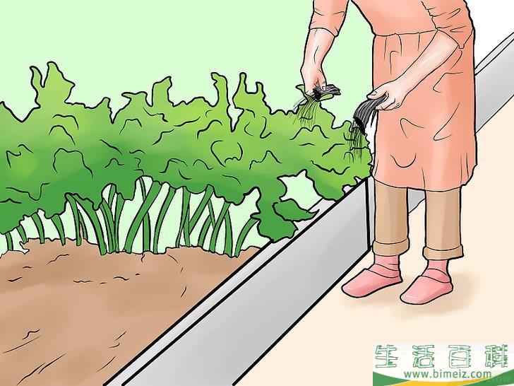 怎么防止猫进入你的花园