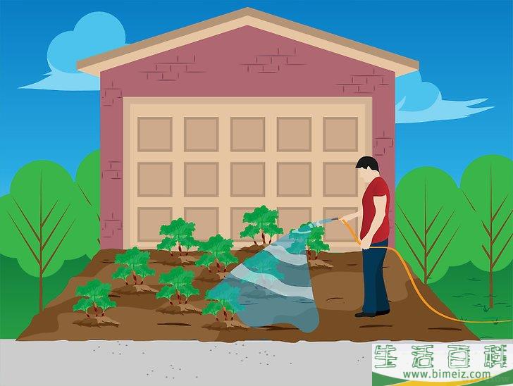 怎么种植菠菜