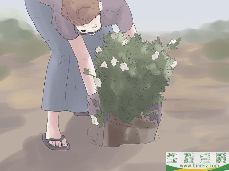 怎么栽种栀子花