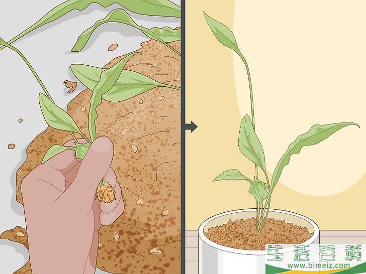 怎么照料白鹤芋
