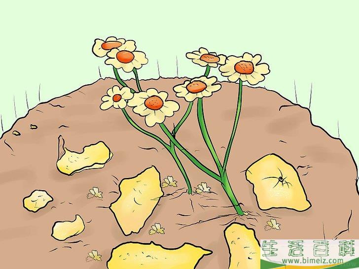 怎么防止猫进入你的花园