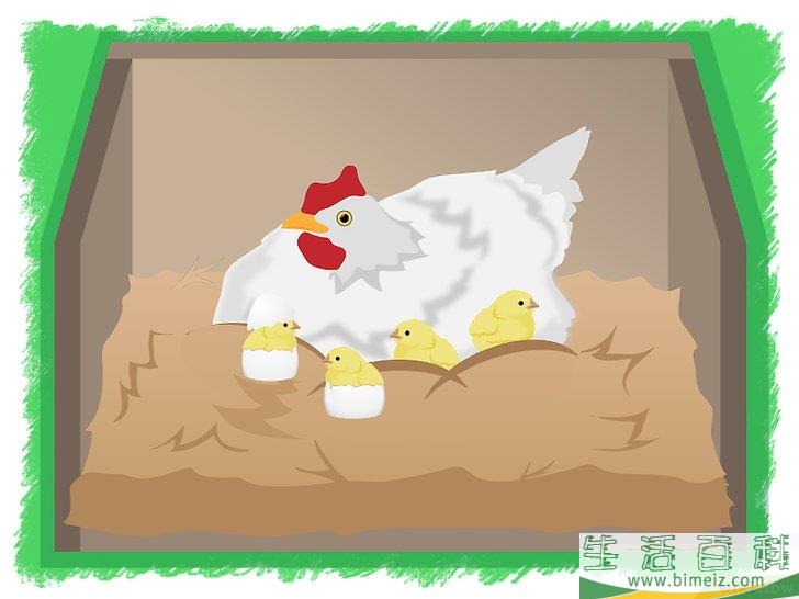 怎么孵化鸡蛋
