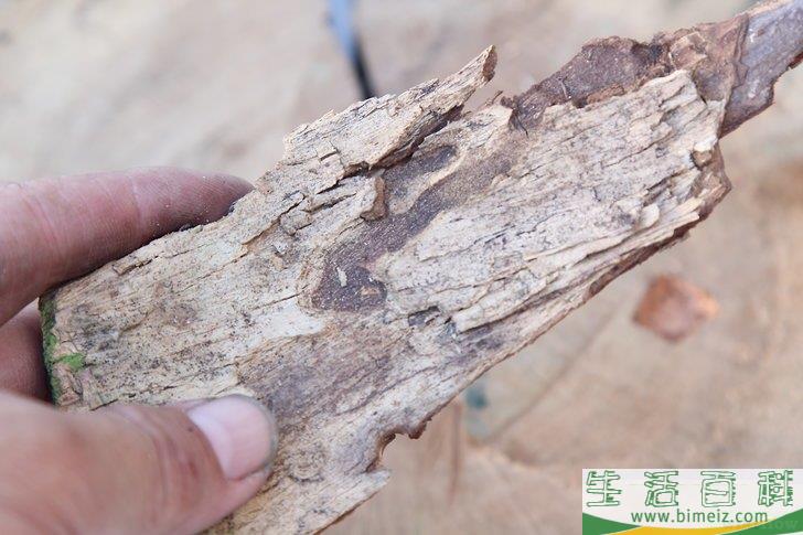 怎么在没有火柴或打火机的情况下生火
