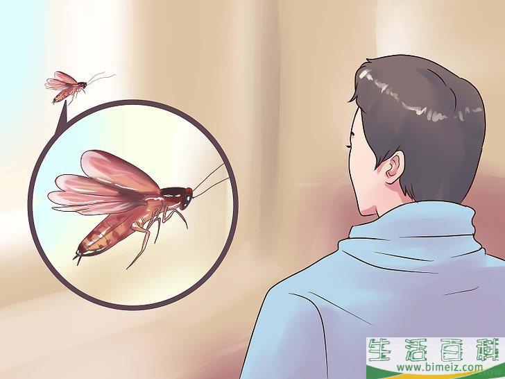 怎么辨别蟑螂的种类