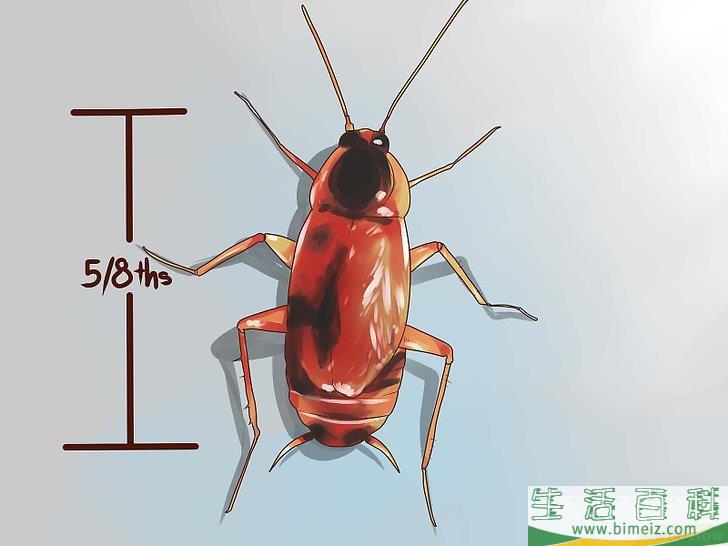怎么辨别蟑螂的种类