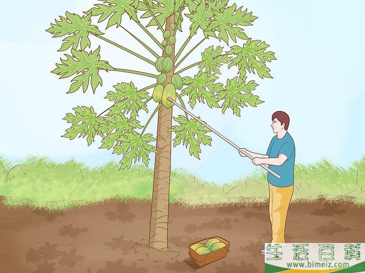 怎么种木瓜