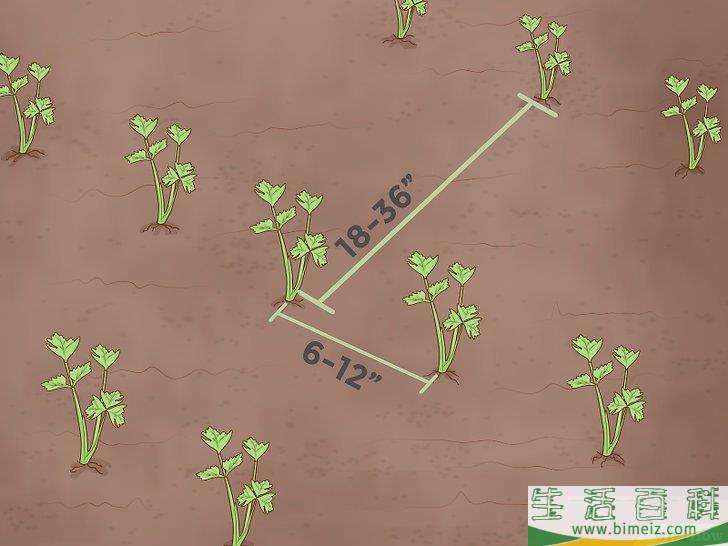 怎么种芹菜