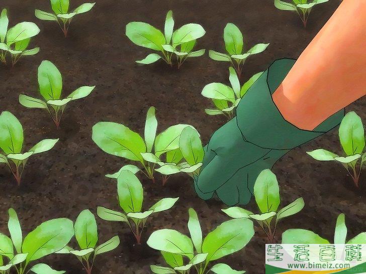 怎么种植萝卜