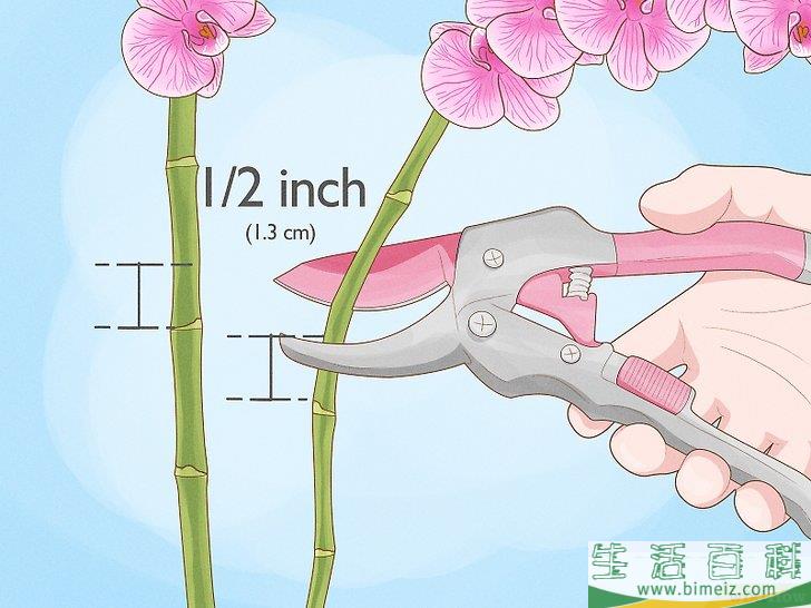 怎么修剪兰花