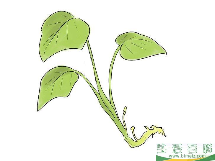 怎么种植红薯