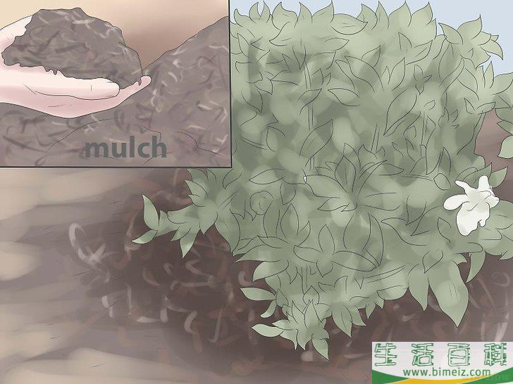 怎么栽种栀子花