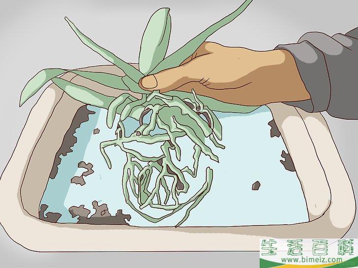 怎么换盆移栽兰花