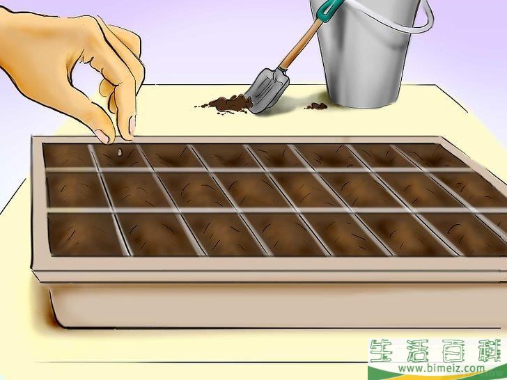 怎么用种子种植番茄