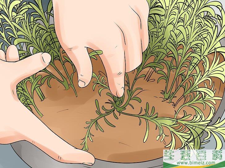 怎么种植合法的大麻