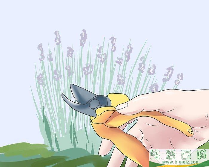 怎么修剪薰衣草
