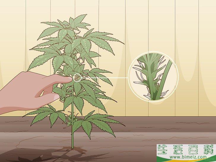 怎么辨别雌雄大麻