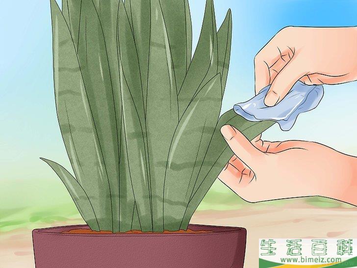 怎么照料虎皮兰