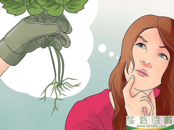 怎么种植合法的大麻