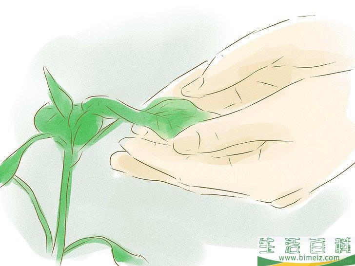 怎么用种子种植植物