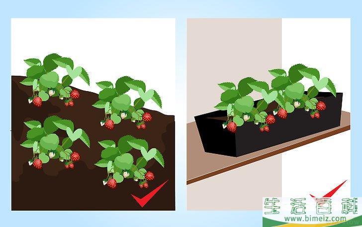 怎么种草莓