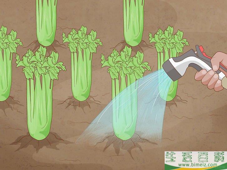 怎么种芹菜