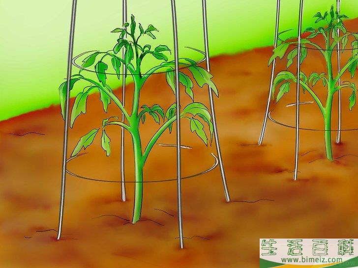 怎么用种子种植番茄