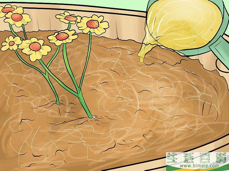 怎么防止猫进入你的花园