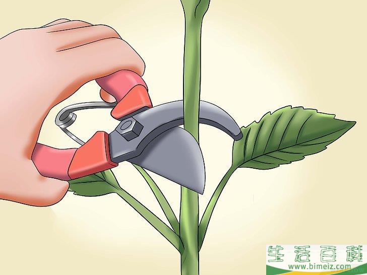 怎么种植向日葵