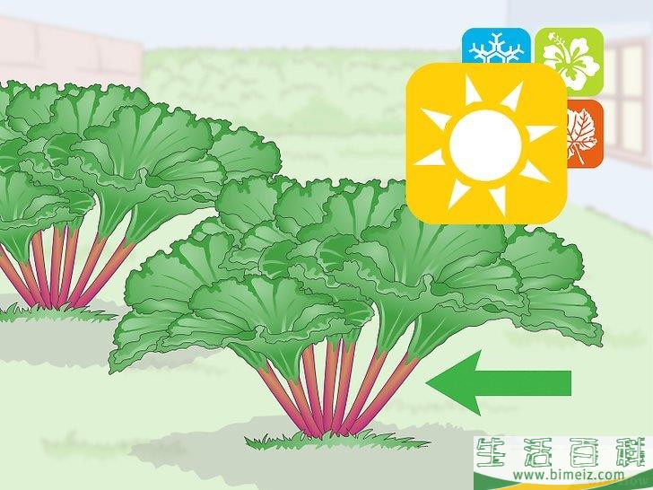 怎么收获大黄