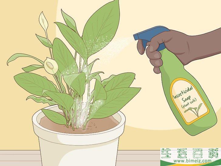 怎么照料白鹤芋