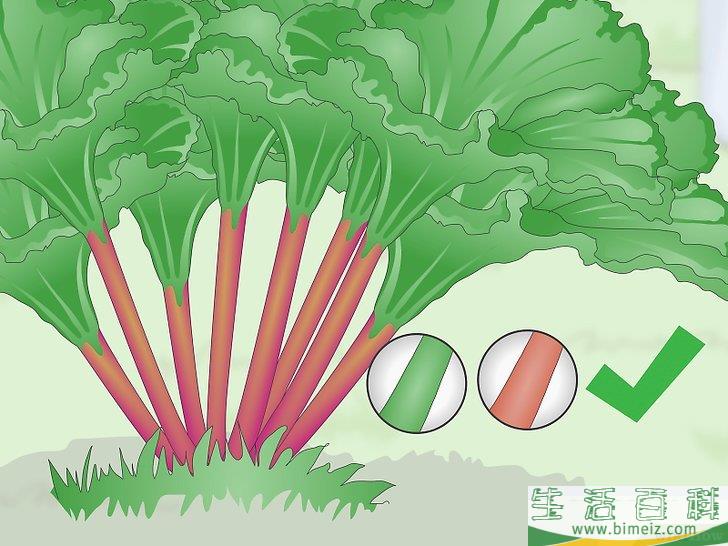 怎么收获大黄
