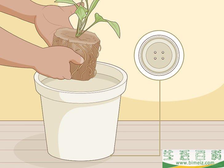 怎么照料白鹤芋