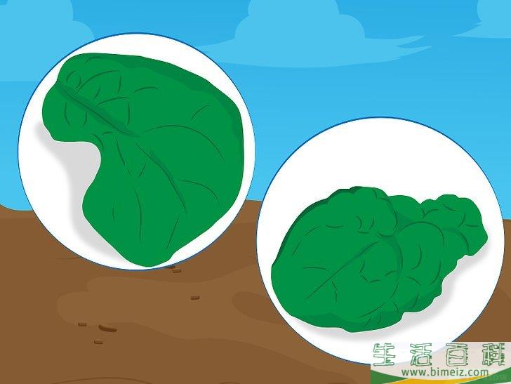 怎么种植菠菜
