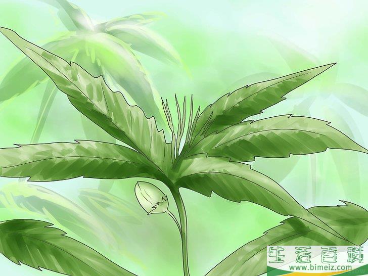 怎么种植合法的大麻