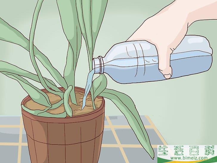 怎么换盆移栽兰花