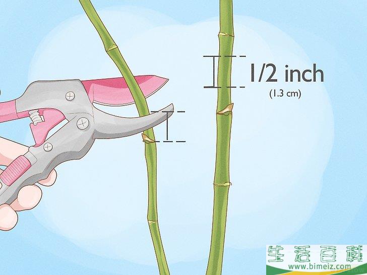 怎么修剪兰花
