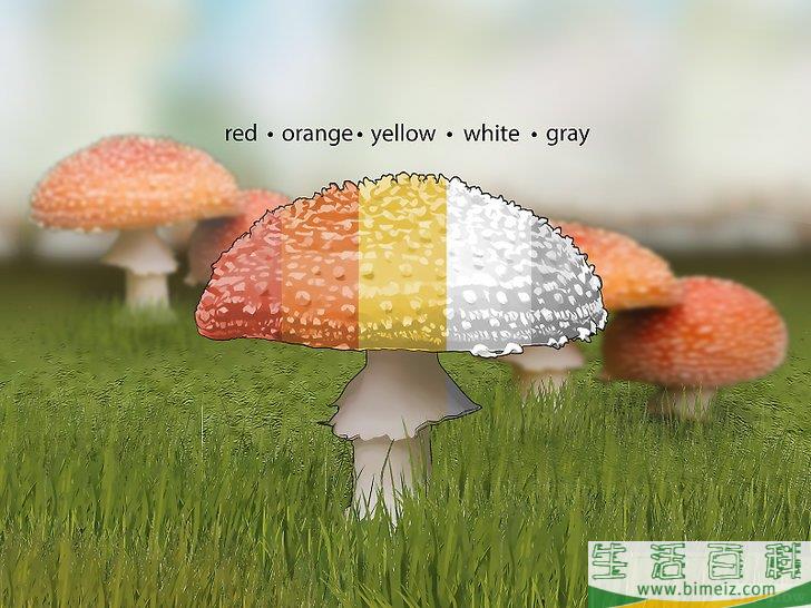 怎么辨认有毒野生菌