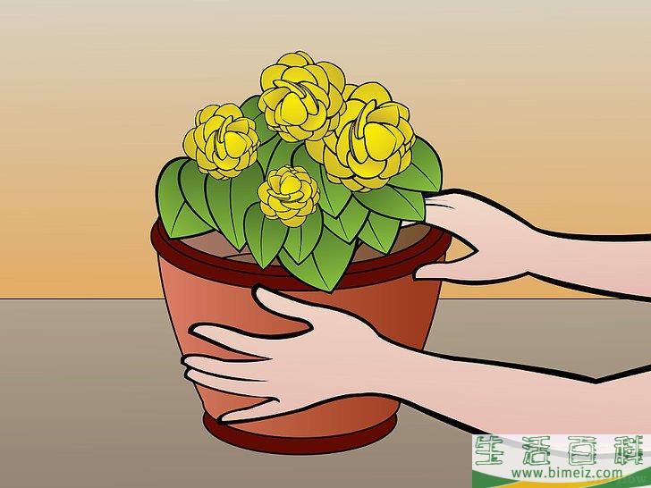 怎么种植秋海棠