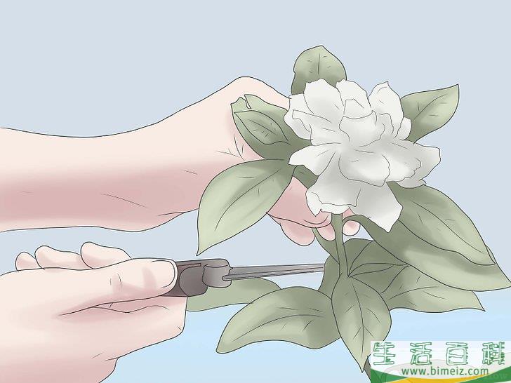 怎么栽种栀子花