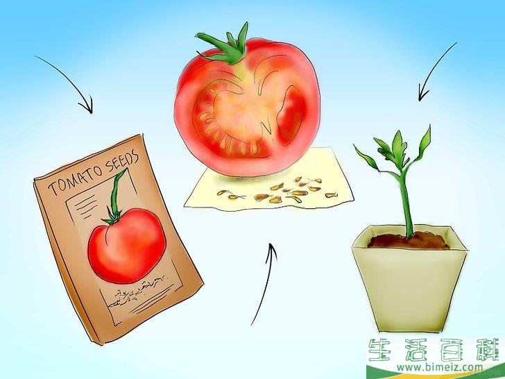 怎么用种子种植番茄