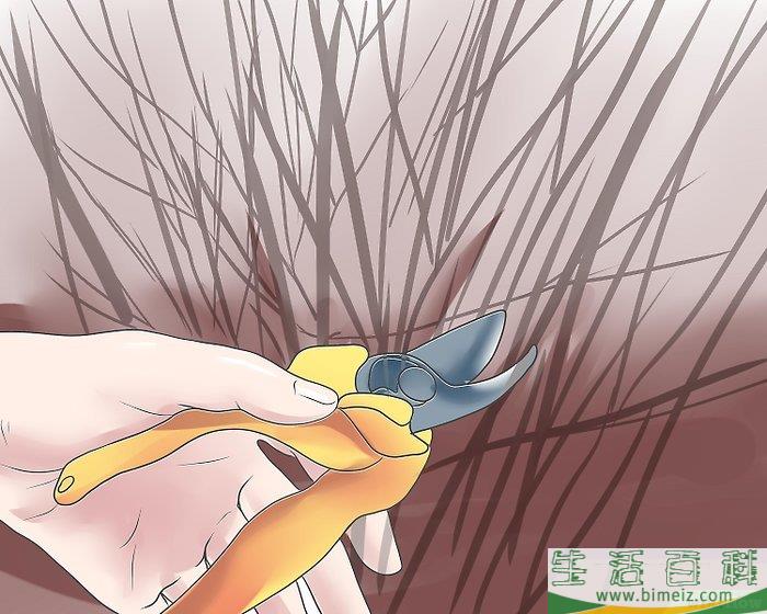 怎么修剪薰衣草