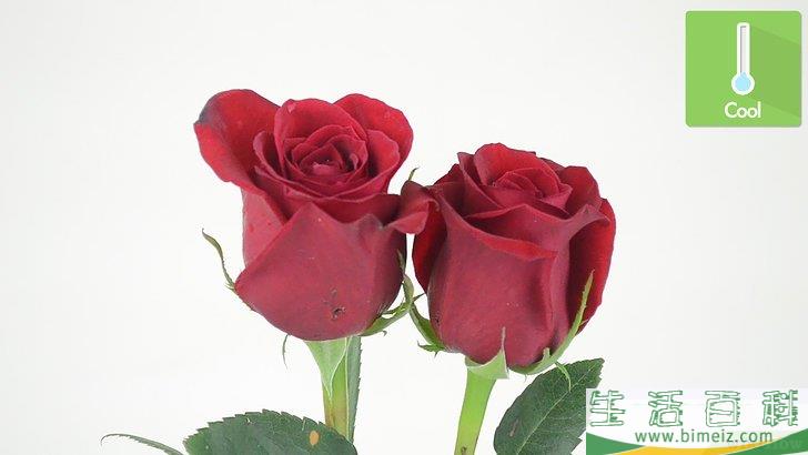 怎么保鲜玫瑰花