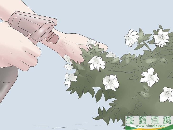 怎么栽种栀子花