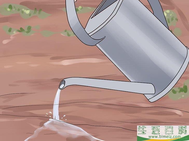 怎么移植棕榈树
