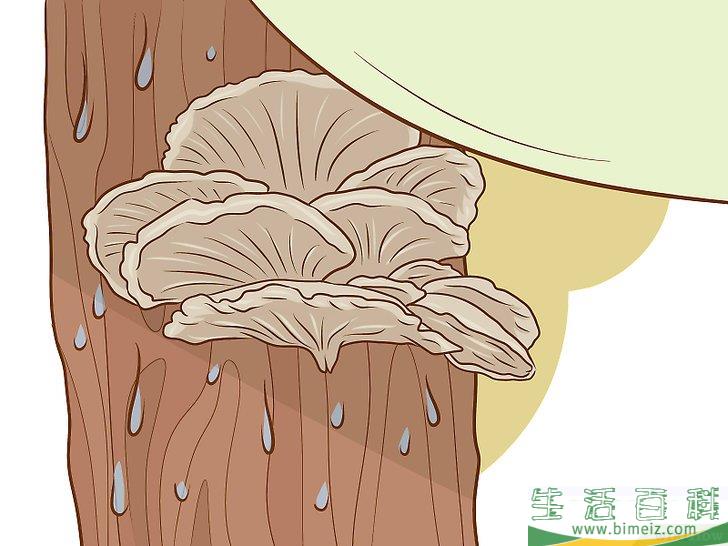 怎么种植食用菌